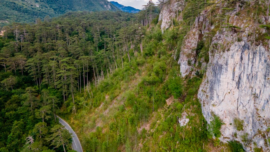 Forest road along steep canyon cliffs