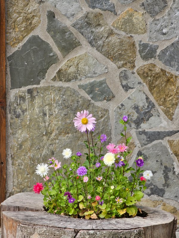 Flower detail by stone wall