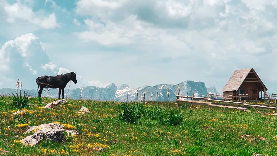 Horse and mountain cabin landscape